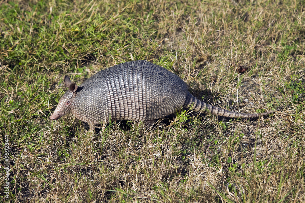 Armadillo Armadillo