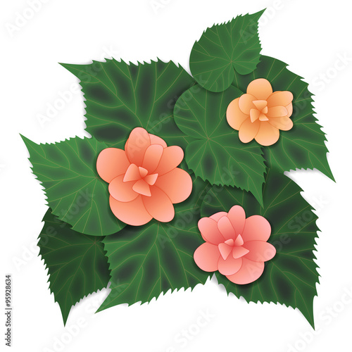 Begonia pink flower. Vector...