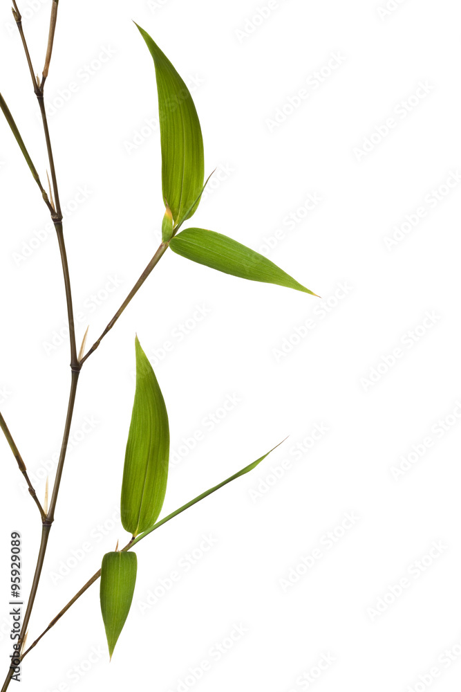Fototapeta premium Bamboo Isolated on White Background