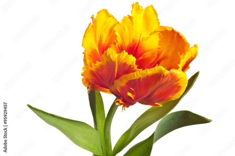 Spring Tulips Spring Tulips