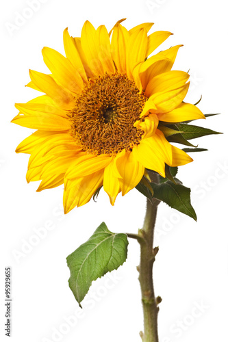 sunflower isolated