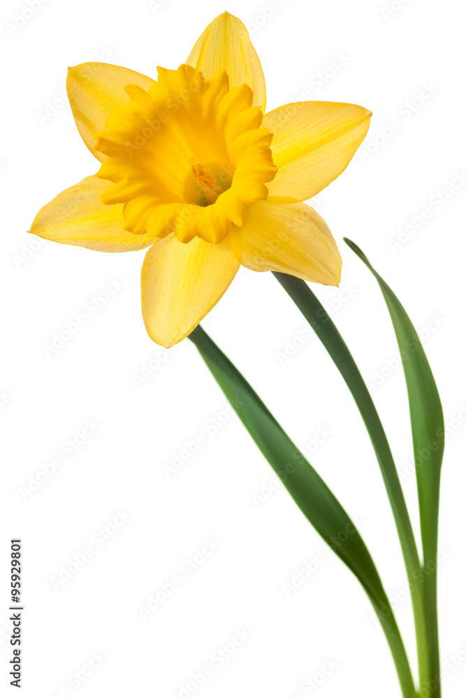yellow daffodil isolated - obrazy, fototapety, plakaty 