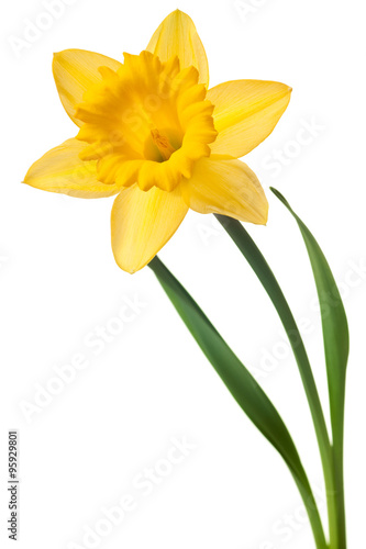 Fototapeta yellow daffodil isolated