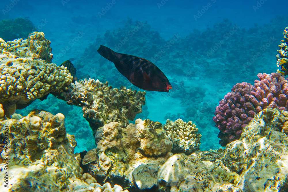 Obraz premium fish with red mouth