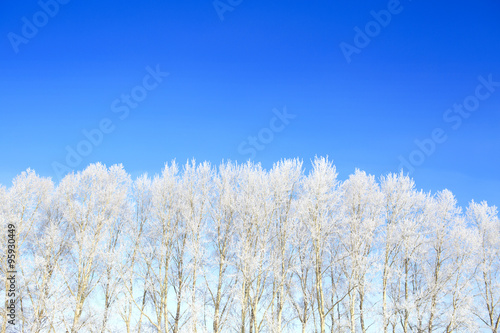 Branch of a tree in snow against the blue sky