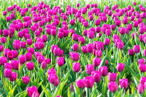 Many pink tulips