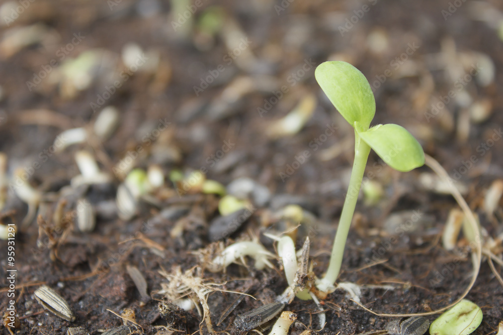 Sunflower seedling on the soil Sunflower seedling on the soil