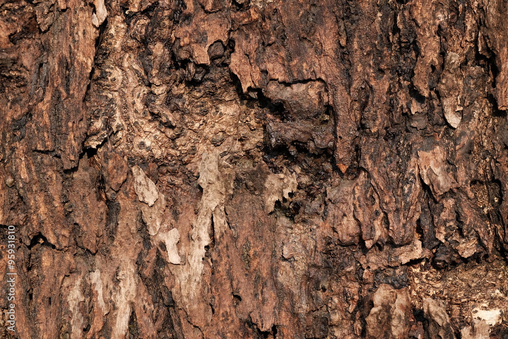 Cracked wood texture of an old tree
Cracked wood texture of an old tree