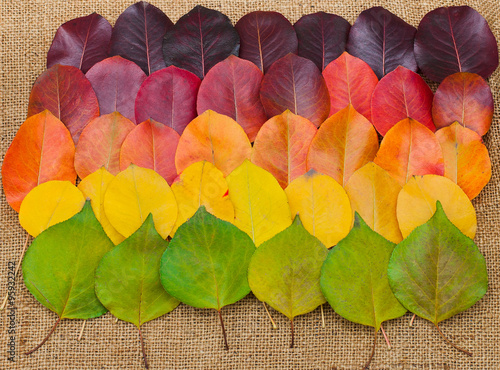 Colorful autumn leaves. rainbow.