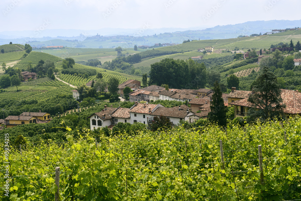 Landscape in Langhe (Piedmont)