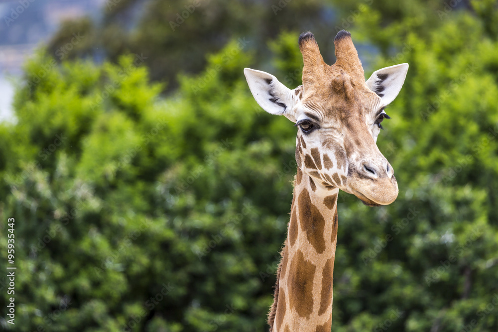 Fototapeta premium Giraffe head with neck over green background