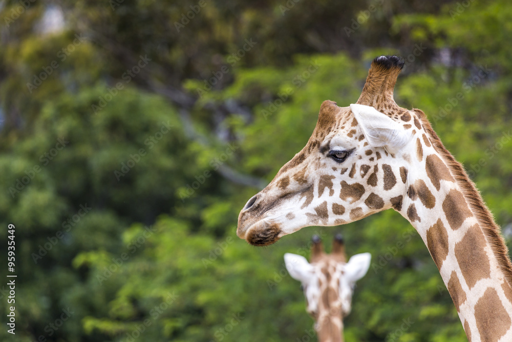 Giraffe head with neck over green background Giraffe head with neck over green background