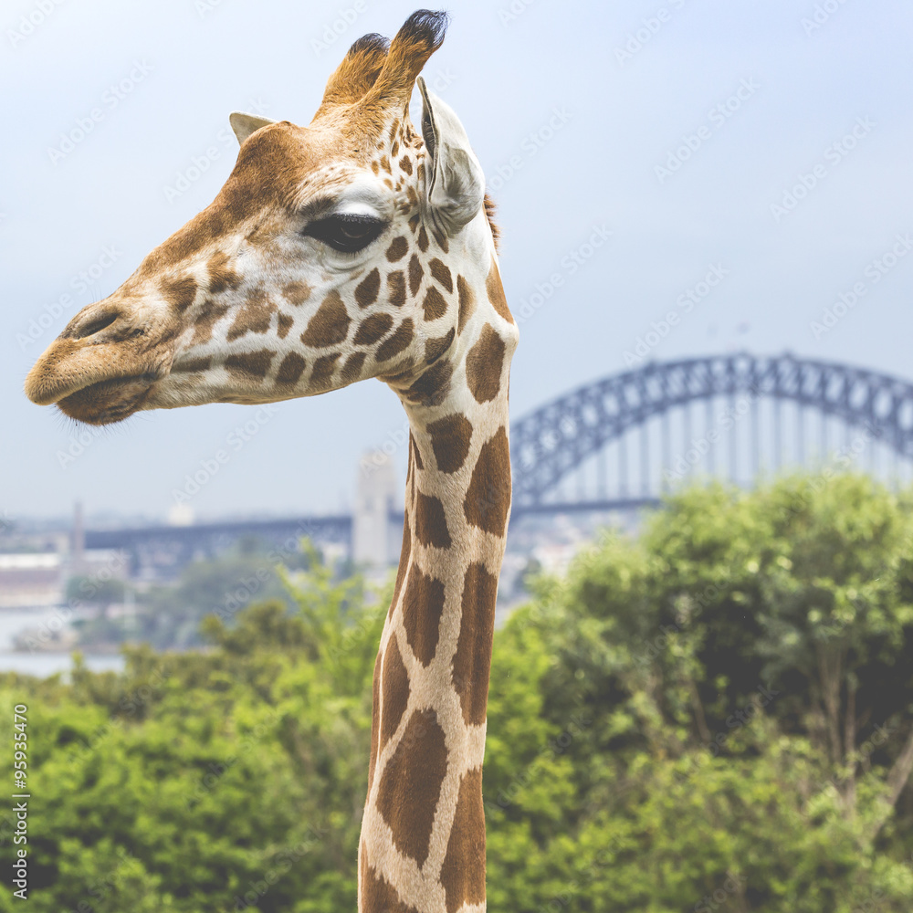 Obraz premium Giraffes at Zoo with a view of the skyline of Sydney in the back
