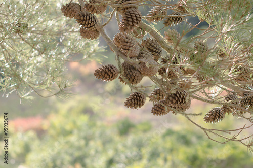 Pine cones and branches. photo