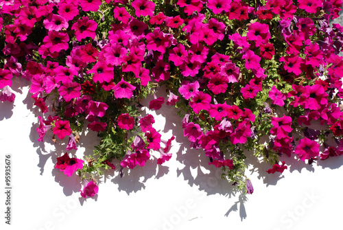 Fuchsia Flowers Against White Wall