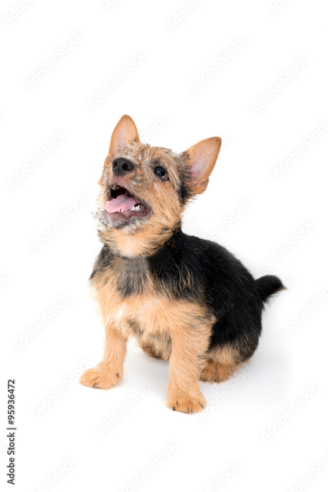 ノーリッチテリアの子犬 ノーリッチテリアの子犬