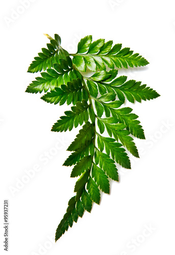green leaf isolated with drop shadow