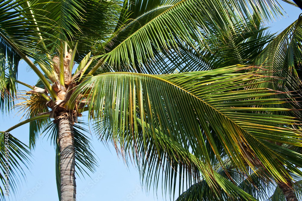 Obraz premium palm trees