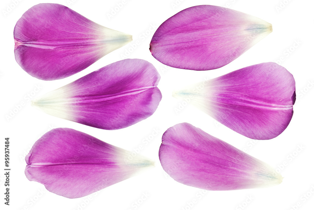 purple tulip petals isolated - obrazy, fototapety, plakaty 
