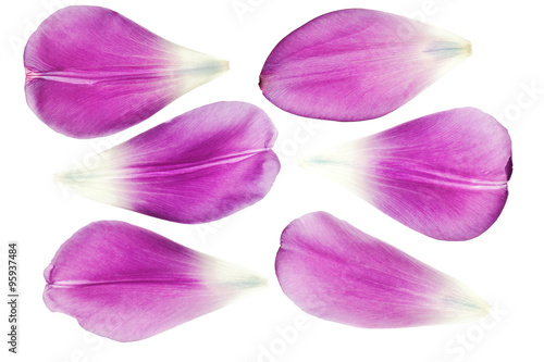 Obraz na płótnie Fioletowy tulipan płatki na białym tle