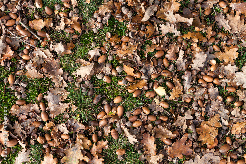 View of acorns on green grass, overhead shot View of acorns on green grass, overhead shot