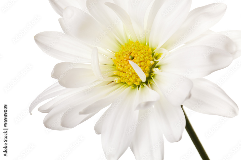Fototapeta premium daisy