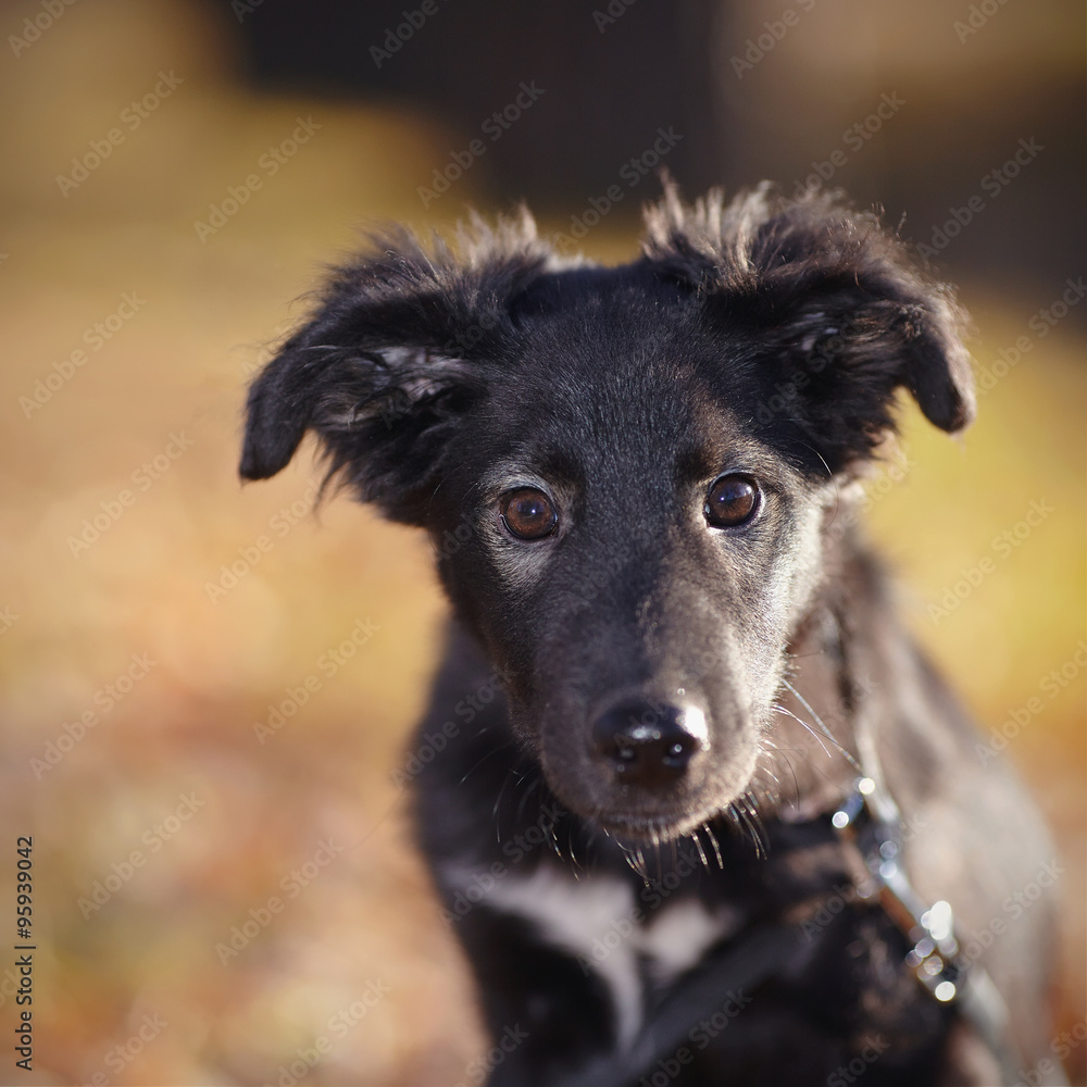 Fototapeta premium Portrait of a black not purebred puppy