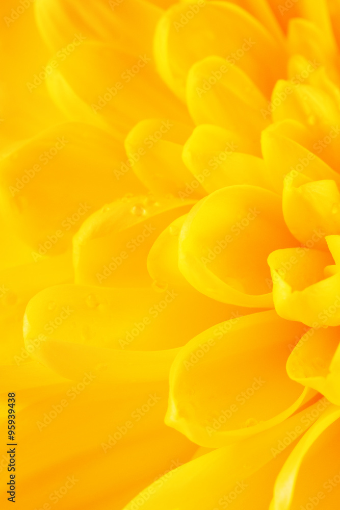 Obraz premium Yellow Chrysanthemum Flower Petals