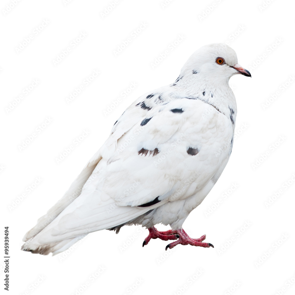 A pigeon, isolated on white background A pigeon, isolated on white background
