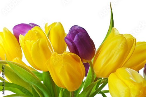 Purple and Yellow Spring Tulips Isolated