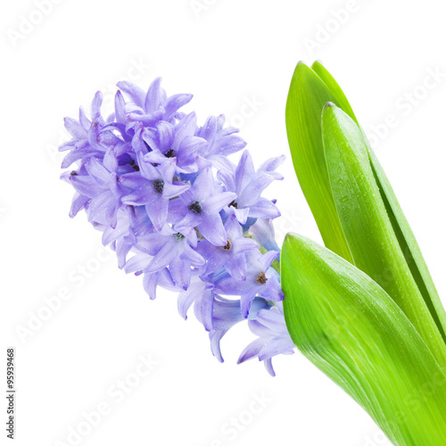 Beautiful Blue Hyacinth