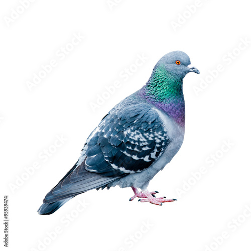 A pigeon, isolated on white background