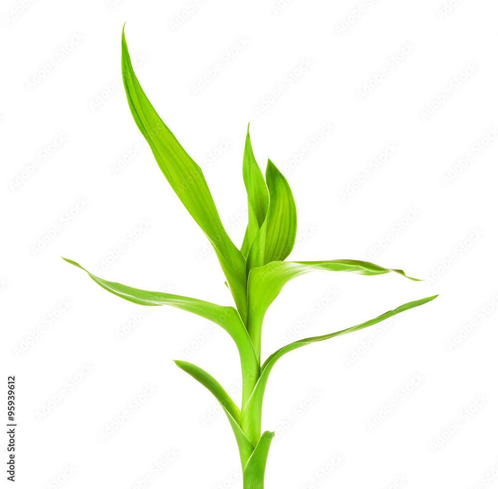 Fototapeta premium Green Bamboo Sprout
