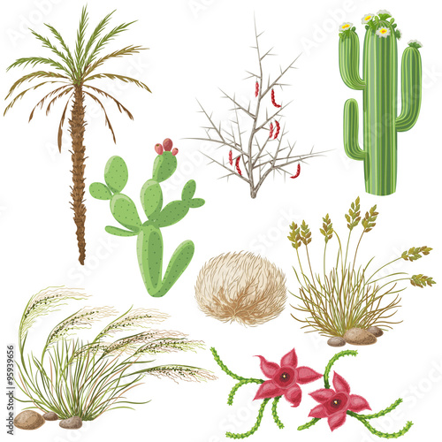 Set of Steppe and Desert Plants