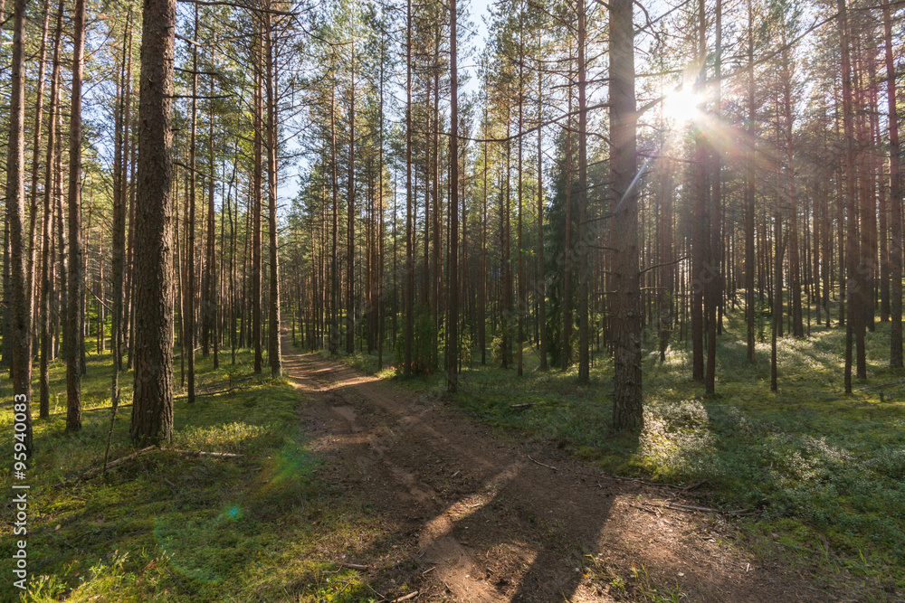 Fototapeta premium Autumn road landscape. Colorful foreset