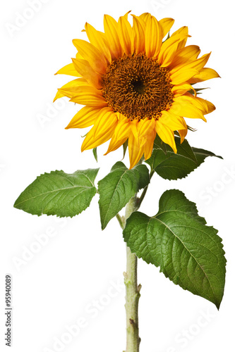 sunflower isolated