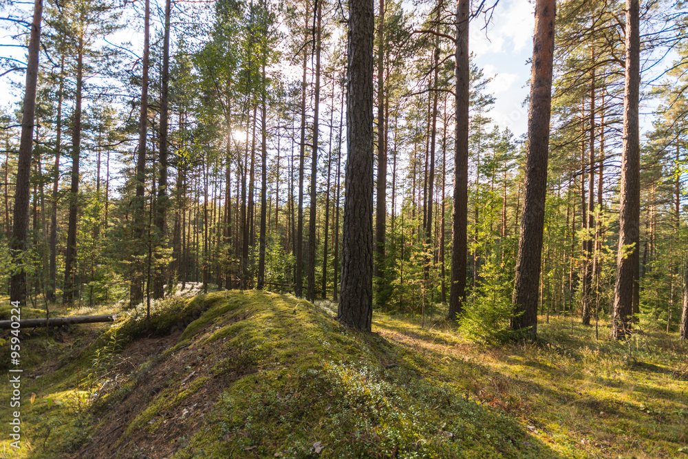 Fototapeta premium Autumn road landscape. Colorful foreset