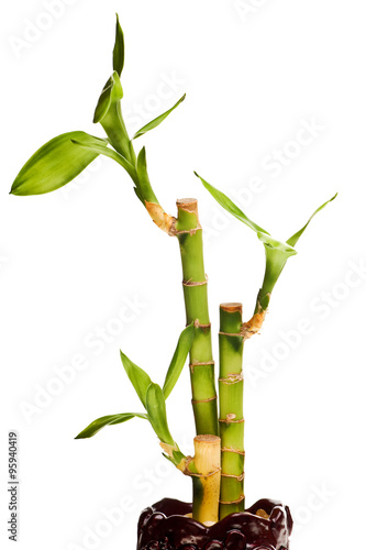 lucky bamboo isolated