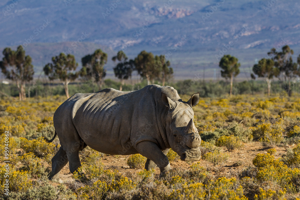 Fototapeta premium Rhino - ZA