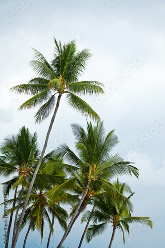 palm trees © Christine