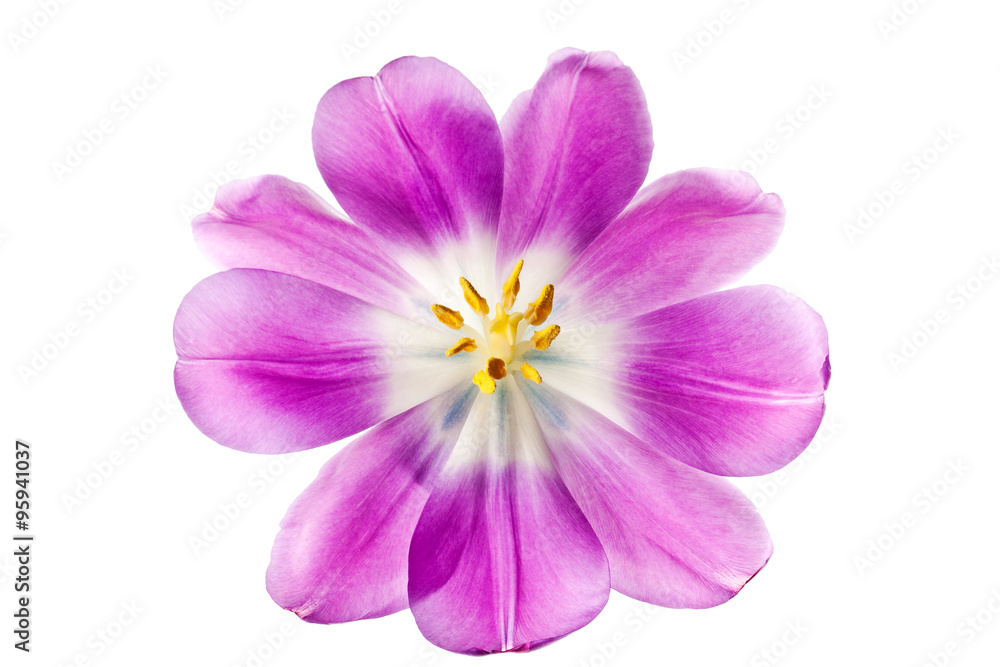 purple tulip isolated