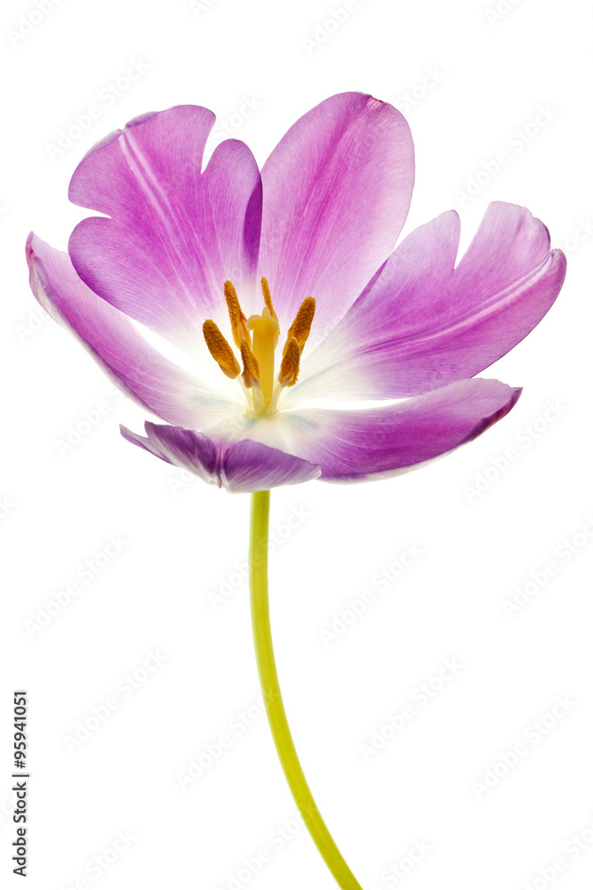 Fototapeta premium purple tulip isolated