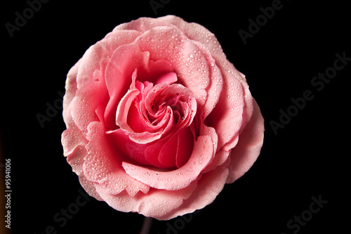 pink rose isolated