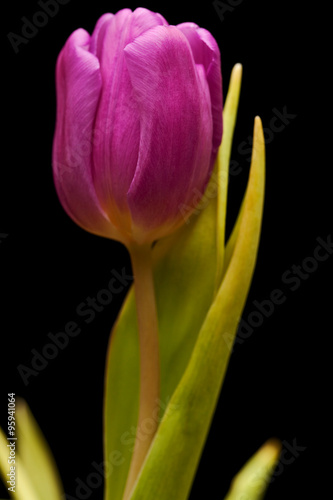 Purple tulip isolated