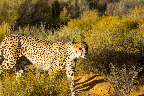 Safari - Cheetah