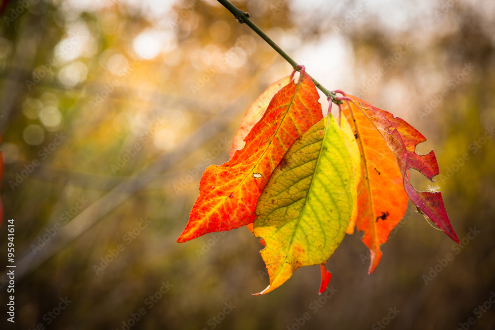 Obraz premium Leaf painted late autumn