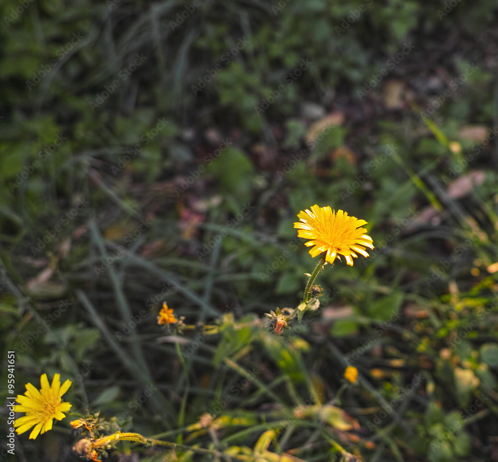 flower of dandelion flower of dandelion