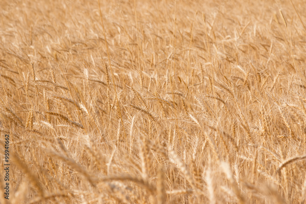 wheat field as background wheat field as background