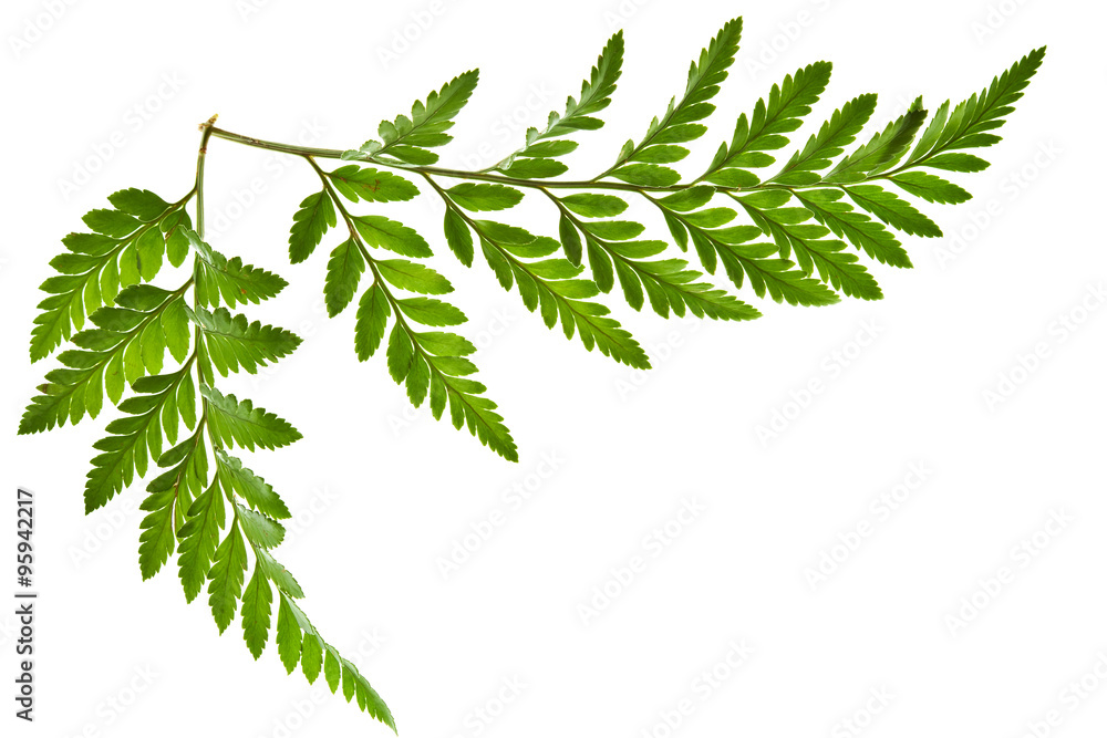 green fern leaf isolated - obrazy, fototapety, plakaty 