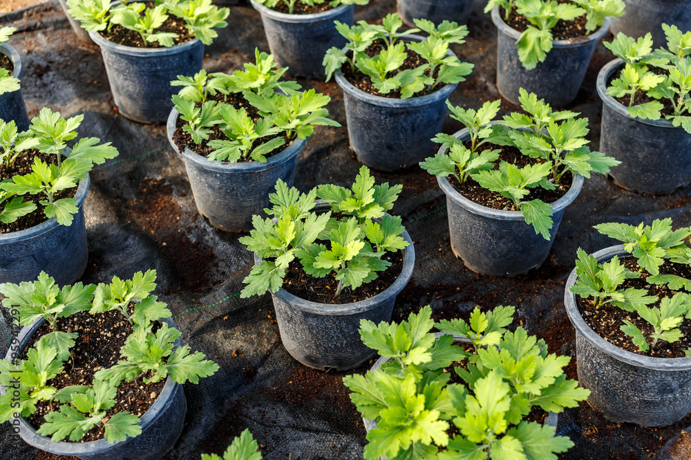 Young flower garden plant Young flower garden plant